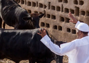Buhari and Cattle
