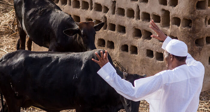 Buhari and Cattle