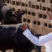 Buhari and Cattle