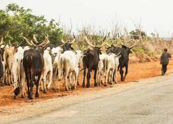 Middle Belt Patriots Condemn Federal Government’s Directive on Grazing Lands
